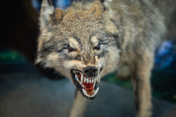 The wolf opened its mouth and showed its fangs.