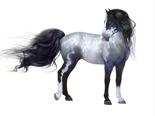 Blue Roan Horse - The Blue Roan is a coat color of many different breeds of horses and is distinguished by a base black color. © Catmando