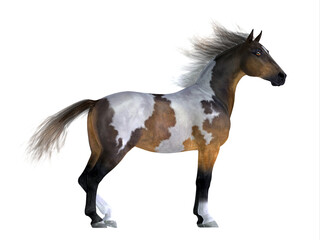 Fototapeta na wymiar Wild Mustang Stallion - The Mustang is a wild free-roaming horse of the Western United States and can be various coat colors.