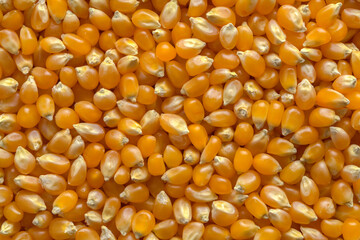 Corn Seed Background