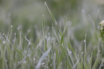 dew on grass
