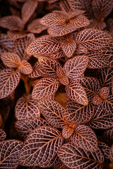 Fototapeta premium red leaves close up in the detail