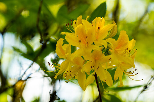Rhododendron luteum Sweet in bright yellow