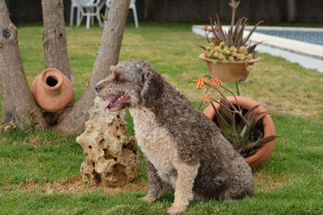 perro de aguas español