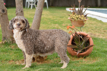 perro de aguas español