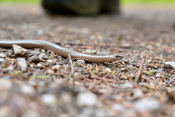 Grass snake wriggling over the forrest floor