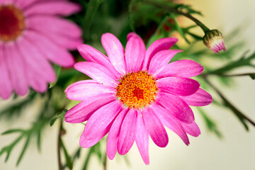 Close-up of pink daisy or Argyranthemum aramis