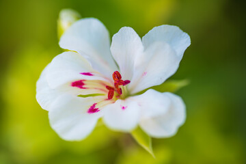 Fototapeta na wymiar White flower closeup macro shot with blurred background
