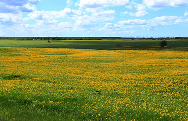 Russian field with dandelions on a sunny summer day. Blooming wild herbs and flowers, lupine in the...