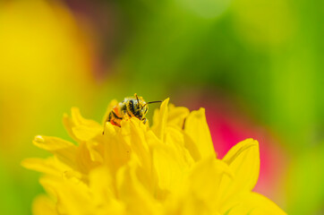 Honey bee searching for honey in yellow flower with blur background
