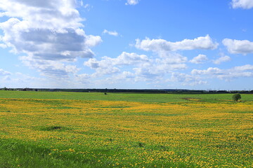 Russian field with dandelions on a sunny summer day. Blooming wild herbs and flowers, lupine in the Russian outback, summer natural rural background