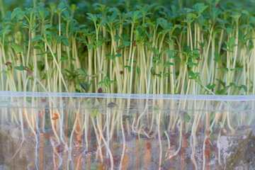 Green sprouts in a plastic box.