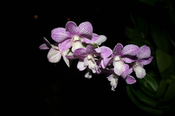 Fototapeta na wymiar night flower maldives