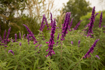 Floral. Closeup view of Salvia leucantha, also known as Mexican bush sage, green leaves foliage and purple tubular flowers blooming in the garden in spring. - obrazy, fototapety, plakaty
