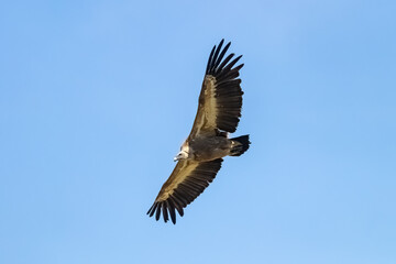 The griffon vulture - Gyps fulvus- flying in the Sierra de Cazorla, Jaen, Spain