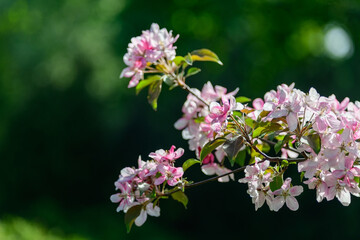 Blooming apple tree branch covered with pink flowers