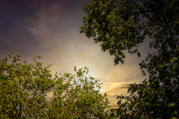 Fototapeta na wymiar Woods with Colored Sky
