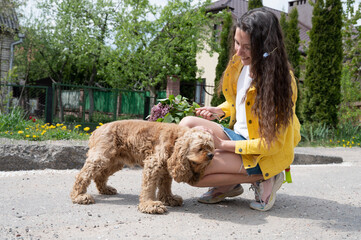 cocker spaniel walking with a girl on the street