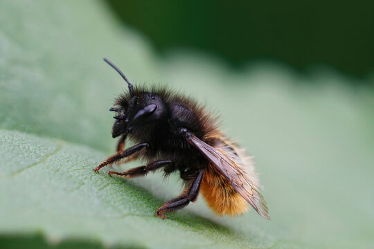 Closeup of a female European horned mason bee, Osmia cornuta resting on a green leaf in a garden