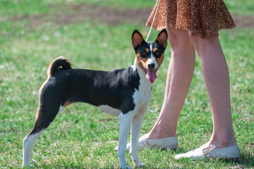 Dog (Basenji) for a walk with a girl.
