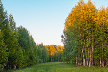 Fototapeta premium Dense, green forest and meadow.