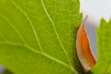 The European black or red slug