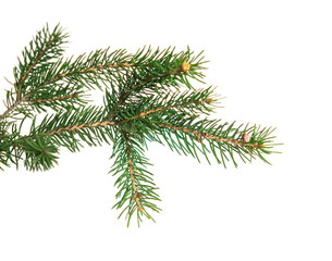 branch of Christmas tree  with cones isolated on white background