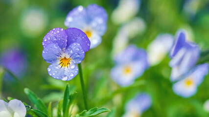 Field pansy flowers in dewdrops, wild violet closeup