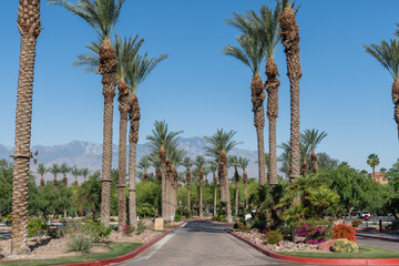 Fototapeta premium Scenic Palm Desert vista, Southern California