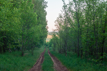 Fototapeta na wymiar Dense, green forest and meadow.