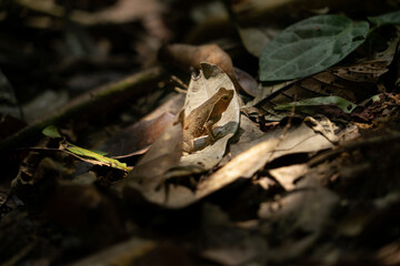 Frog on a leaf