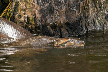 Anaconda in the water