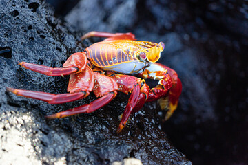 Sally Lightfoot Crab