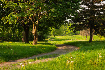 View of a walking path in the morning, in the park between trees and meadow in Summer season. No person.
