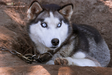 Siberian Husky in Kamchatka, Russia