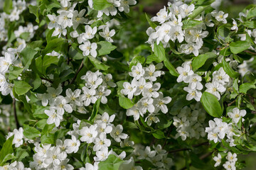 Blooming apple tree in spring close-up, as background, texture