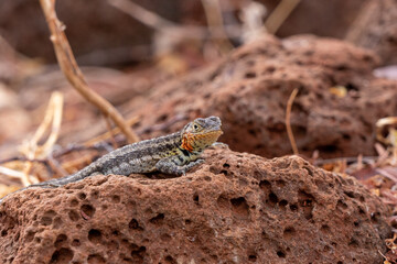 lizard on the rock