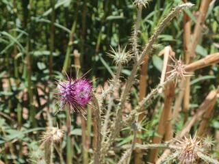Milk Thistle purple flower with its thrones in the wilderness mountains and valleys of saint Catherine in Sinai in Egypt