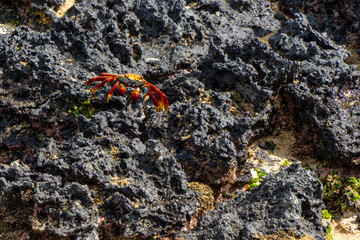 Sally Lightfoot crab on the rock