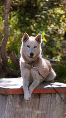 Siberian Husky in Kamchatka, Russia