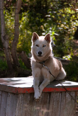 Siberian Husky in Kamchatka, Russia