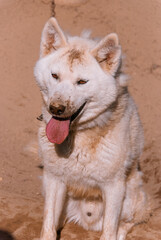 Siberian Husky in Kamchatka, Russia