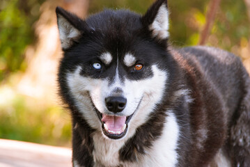 Siberian Husky in Kamchatka, Russia