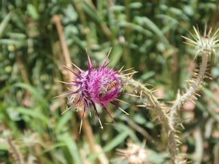 Milk Thistle purple flower with its thrones in the wilderness mountains and valleys of saint Catherine in Sinai in Egypt