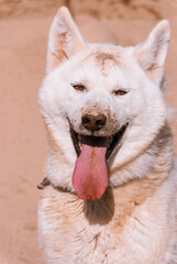 Siberian Husky in Kamchatka, Russia