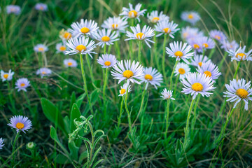 Aster alpinus flowers in a meadow in the mountains.