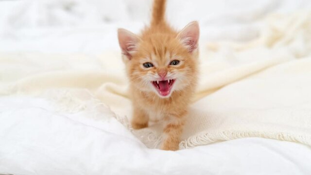 4k little red ginger striped kitten meowing and looking at camera, walking on bed at home. Healthy adorable domestic pets and cats