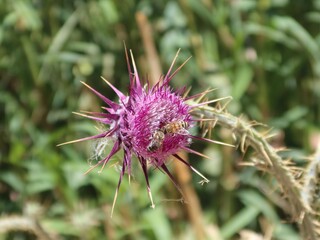 Milk Thistle purple flower with its thrones in the wilderness mountains and valleys of saint Catherine in Sinai in Egypt