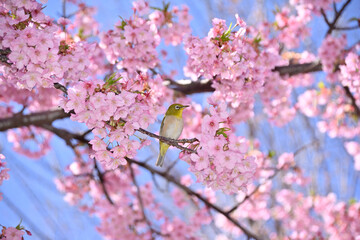 メジロと桜