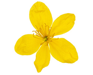 Yellow flower of celandine, lat. Chelidonium, isolated on white background